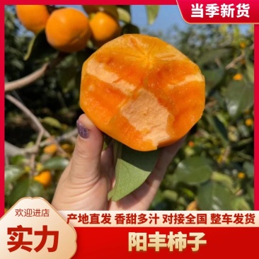 精品【柿子】阳丰脆柿品质保证个头均匀包熟包甜质优价廉