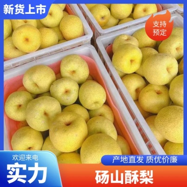 精品【酥梨】砀山酥梨品质保证个头均匀包熟包甜质优价廉