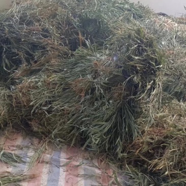 精品淡竹叶，广西桂林淡竹叶，欢迎各位老板选购