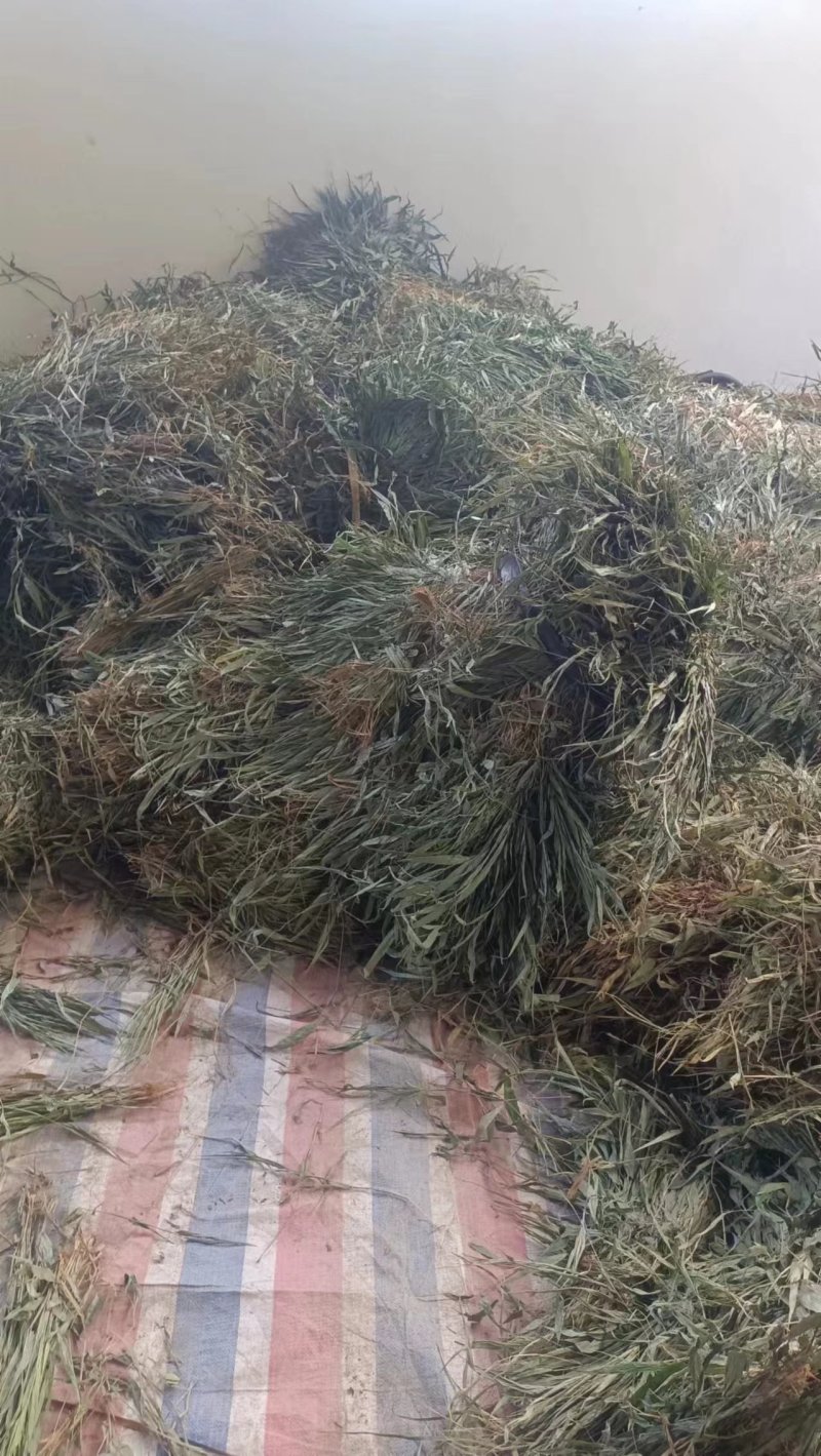 精品淡竹叶，广西桂林淡竹叶，欢迎各位老板选购