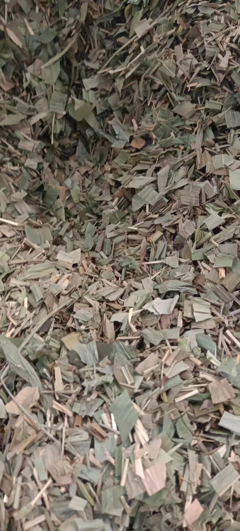 精品淡竹叶，广西桂林淡竹叶，欢迎各位老板选购