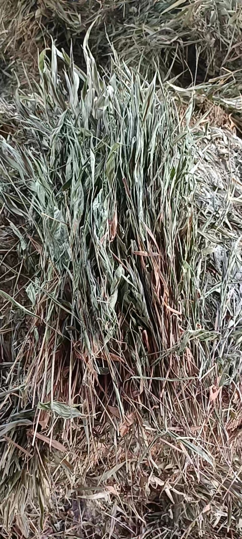 精品淡竹叶，广西桂林淡竹叶，欢迎各位老板选购