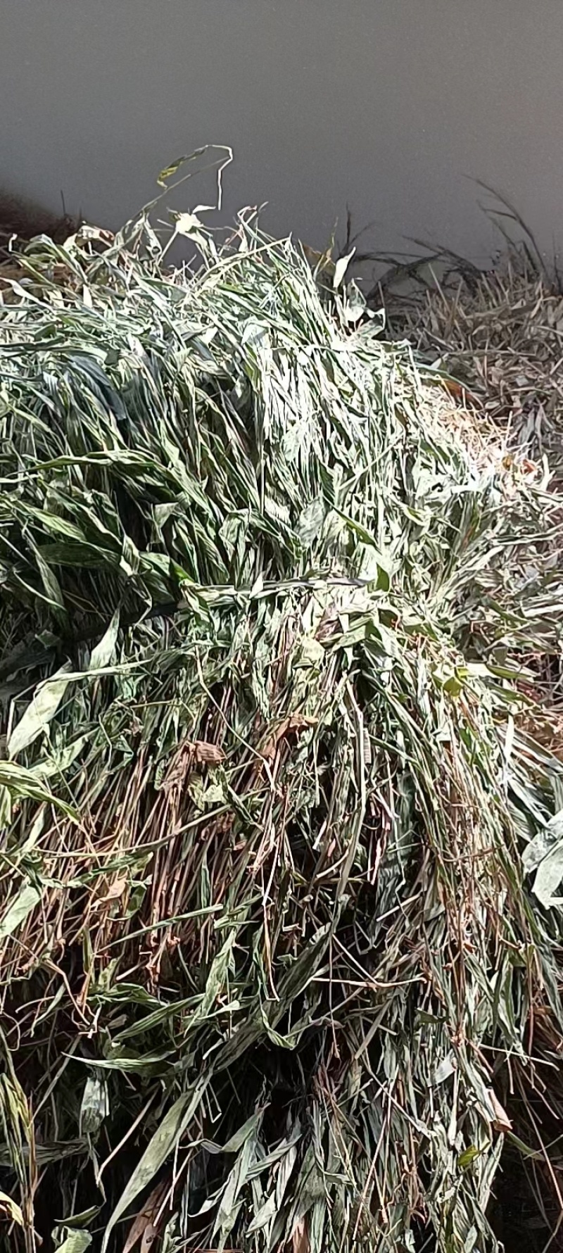 精品淡竹叶，广西桂林淡竹叶，欢迎各位老板选购
