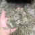 精品淡竹叶，广西桂林淡竹叶，欢迎各位老板选购