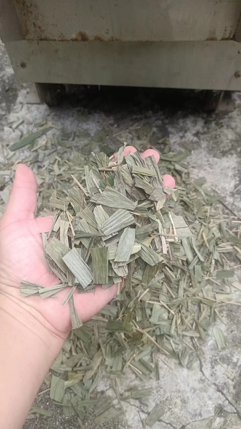 精品淡竹叶，广西桂林淡竹叶，欢迎各位老板选购