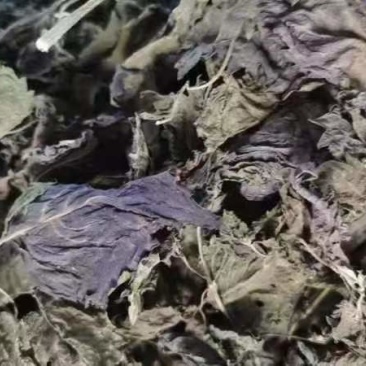 广西桂林紫苏叶，精品紫苏叶，欢迎各位老板选购