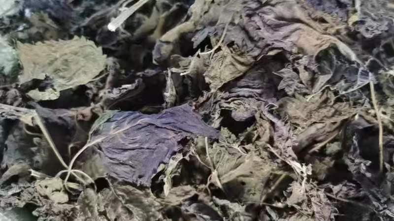 广西桂林紫苏叶，精品紫苏叶，欢迎各位老板选购