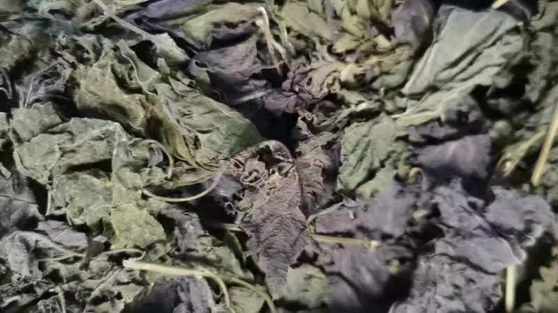 广西桂林紫苏叶，精品紫苏叶，欢迎各位老板选购