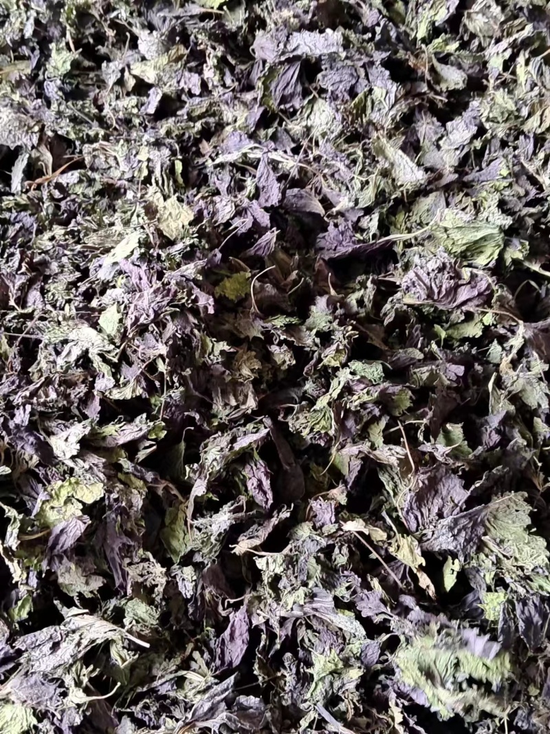广西桂林紫苏叶，精品紫苏叶，欢迎各位老板选购