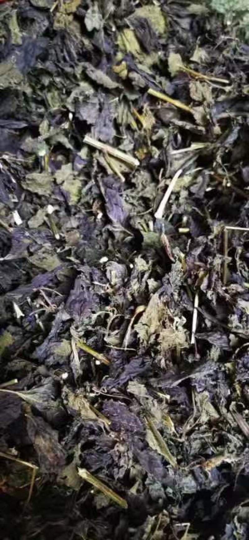 广西桂林紫苏叶，精品紫苏叶，欢迎各位老板选购