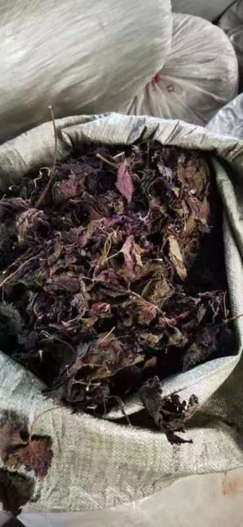 广西桂林紫苏叶，精品紫苏叶，欢迎各位老板选购