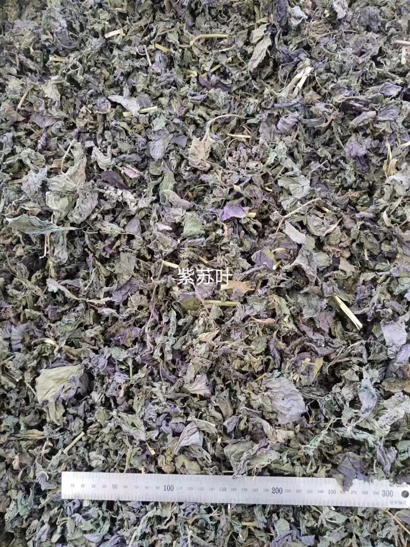 广西桂林紫苏叶，精品紫苏叶，欢迎各位老板选购