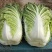 [精品]河北邯郸大白菜价格超低超优惠比产地都便宜
