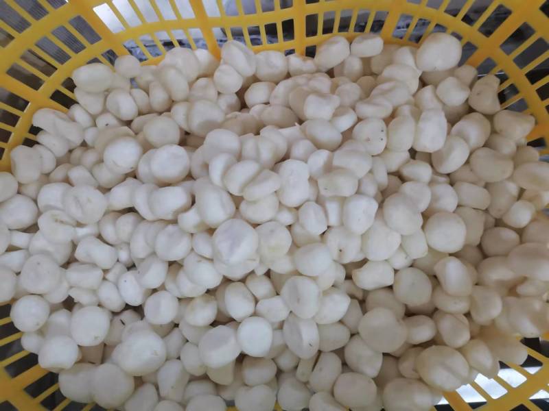 福建漳州毛马蹄精品马蹄粒现削马蹄新鲜发货品质保证