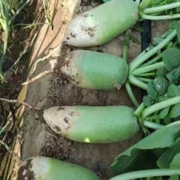 【青头萝卜】大量上市河南南阳基地直供质量保证全国发货