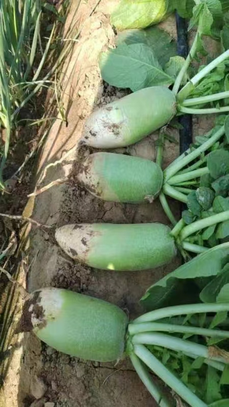 【青头萝卜】大量上市河南南阳基地直供质量保证全国发货