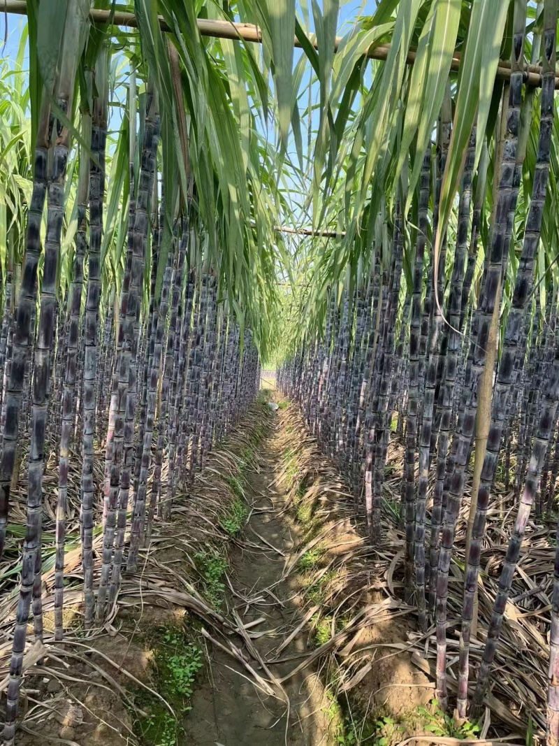 广东黑皮甘蔗中段紫皮现砍现发量大价优欢迎咨询