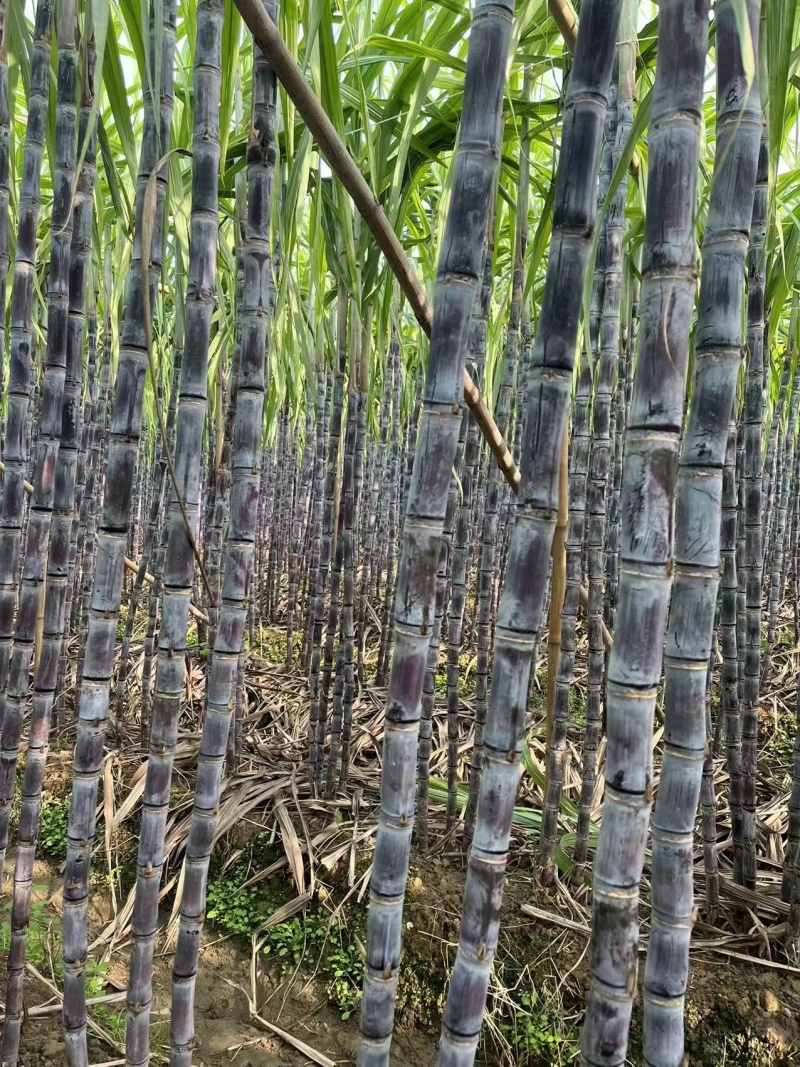 广东黑皮甘蔗中段紫皮现砍现发量大价优欢迎咨询