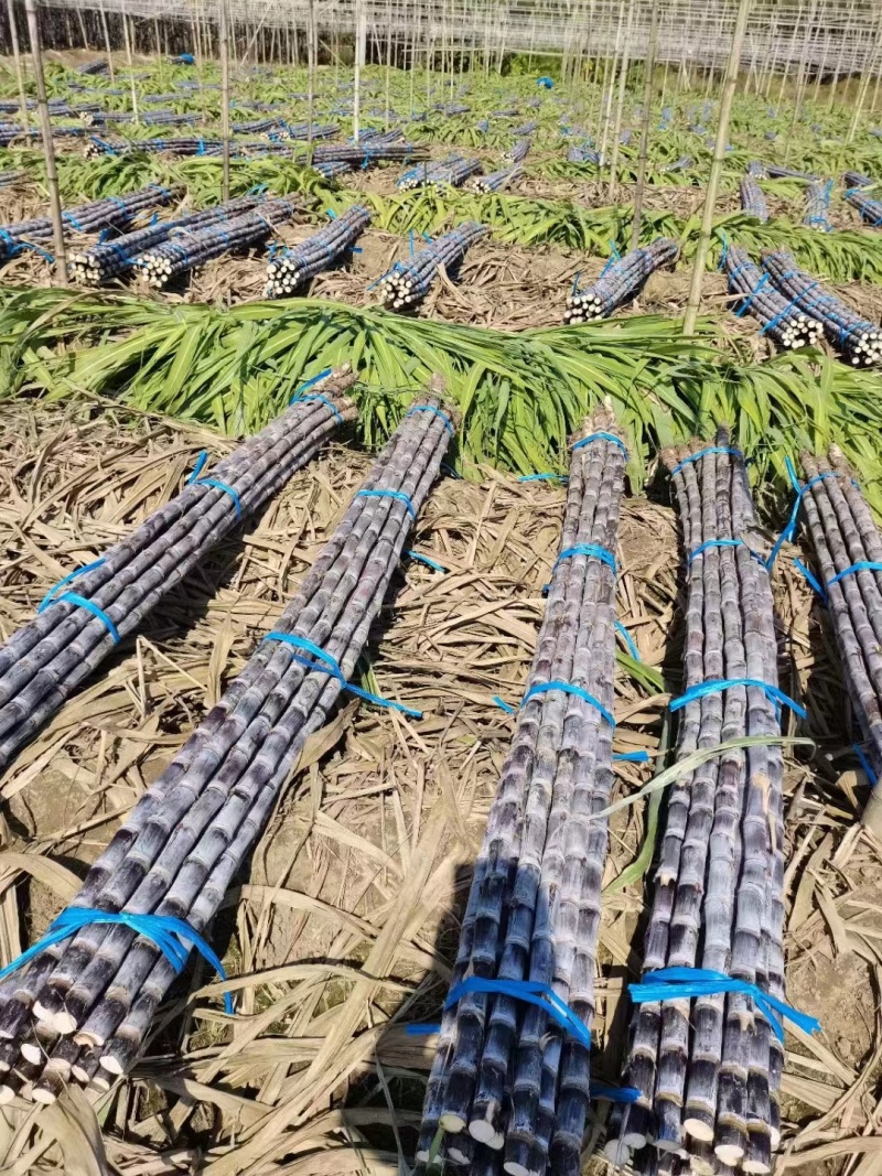 广东黑皮甘蔗中段紫皮现砍现发量大价优欢迎咨询