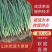 山东铁杆大葱苗现大量走货中欢迎各地种植户咨询订货