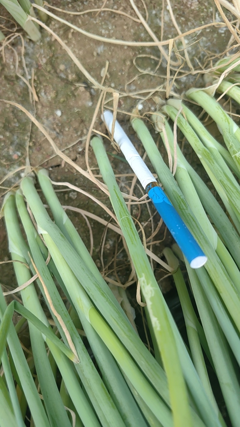 山东铁杆大葱苗现大量走货中欢迎各地种植户咨询订货