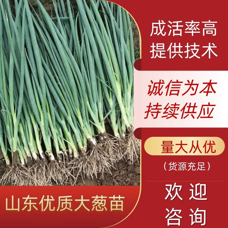山东铁杆大葱苗葱苗基地直发存活高品质好欢迎来电
