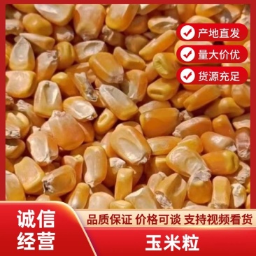 干玉米粒，大量上市，大量有货，可以视频看货欢迎各地老板
