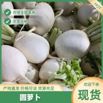 江苏圆萝卜基地直发现摘现发个头大欢迎老板联系洽谈
