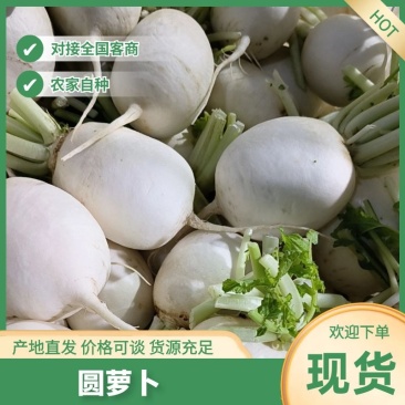 江苏圆萝卜基地直发现摘现发个头大欢迎老板联系洽谈