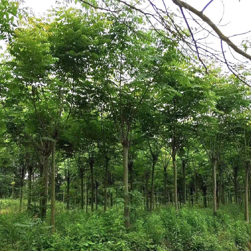 栾树黄山栾树10公分15公分18一手货源基地直供
