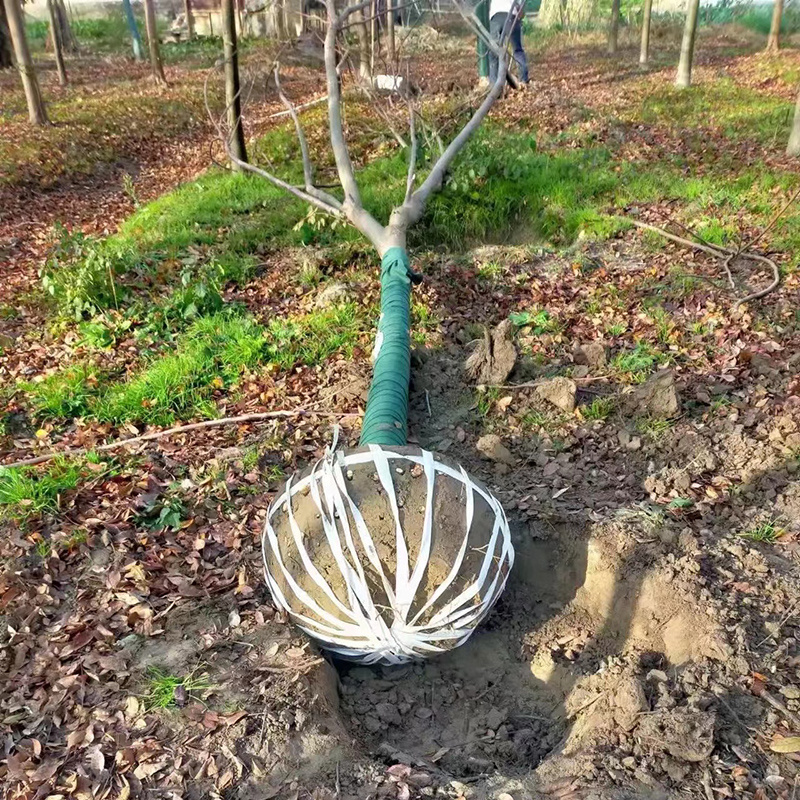 栾树黄山栾树10公分15公分18一手货源基地直供