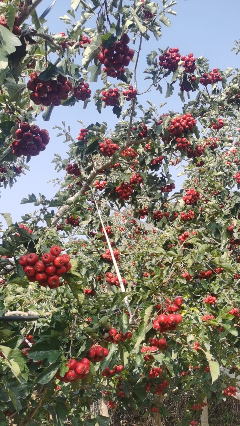 山东大金星山楂，产地一手货源，视频看货对接全国商超市场