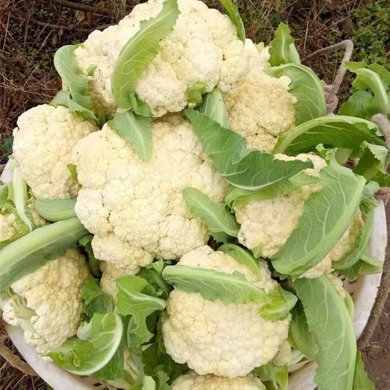 白花菜花耐寒优秀西兰花品质优价格低诚信合作整车批发