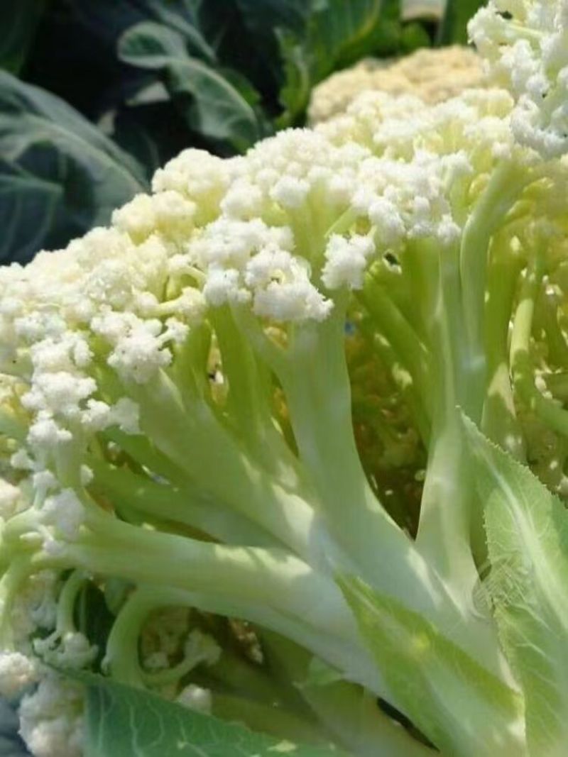 白花菜花耐寒优秀西兰花品质优价格低诚信合作整车批发