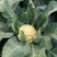 白花菜花耐寒优秀西兰花品质优价格低诚信合作整车批发