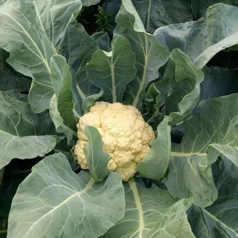 白花菜花耐寒优秀西兰花品质优价格低诚信合作整车批发