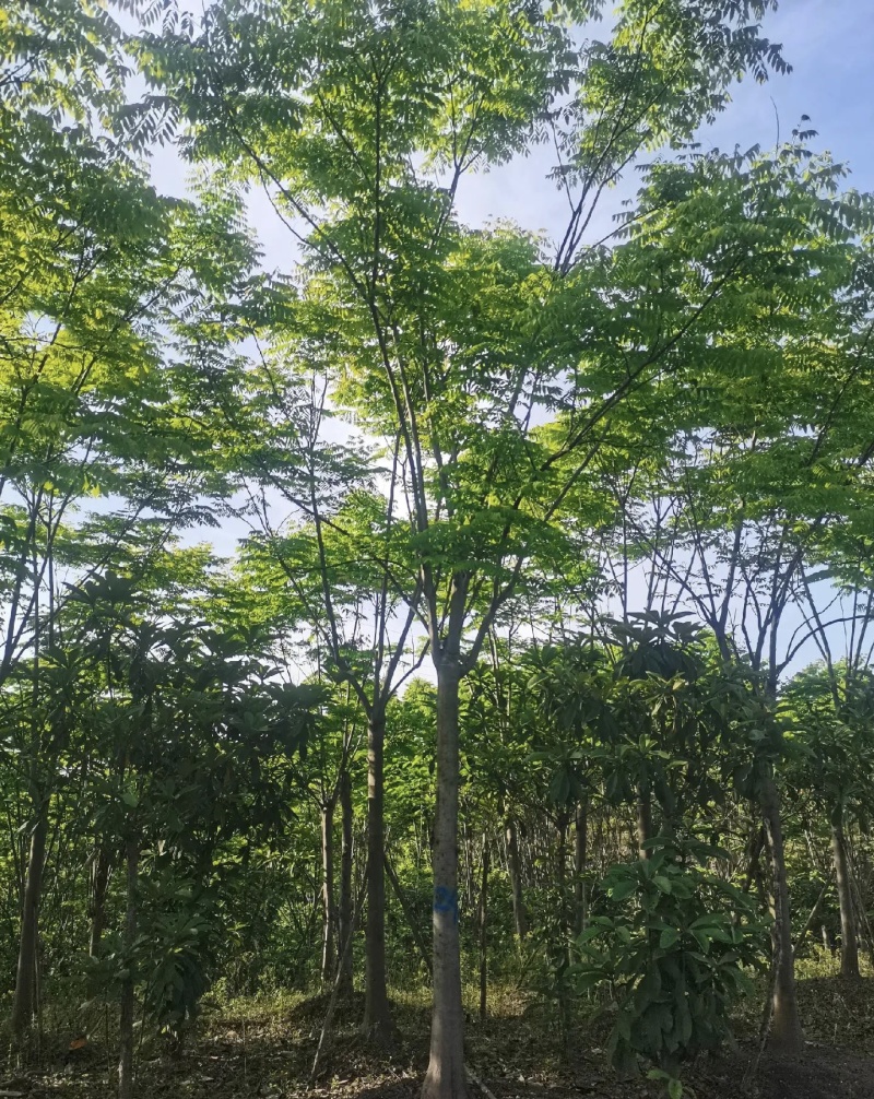 栾树黄山栾树10公分15公分18一手货源基地直供