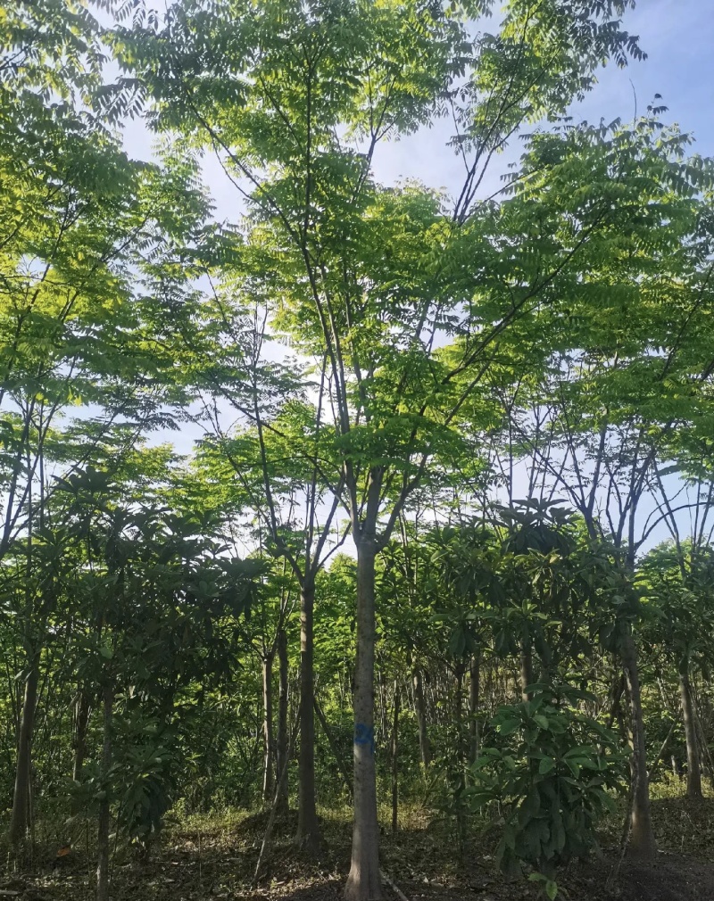 栾树黄山栾树10公分15公分18一手货源基地直供