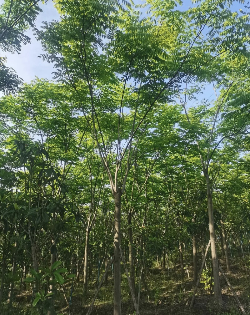 栾树黄山栾树10公分15公分18一手货源基地直供
