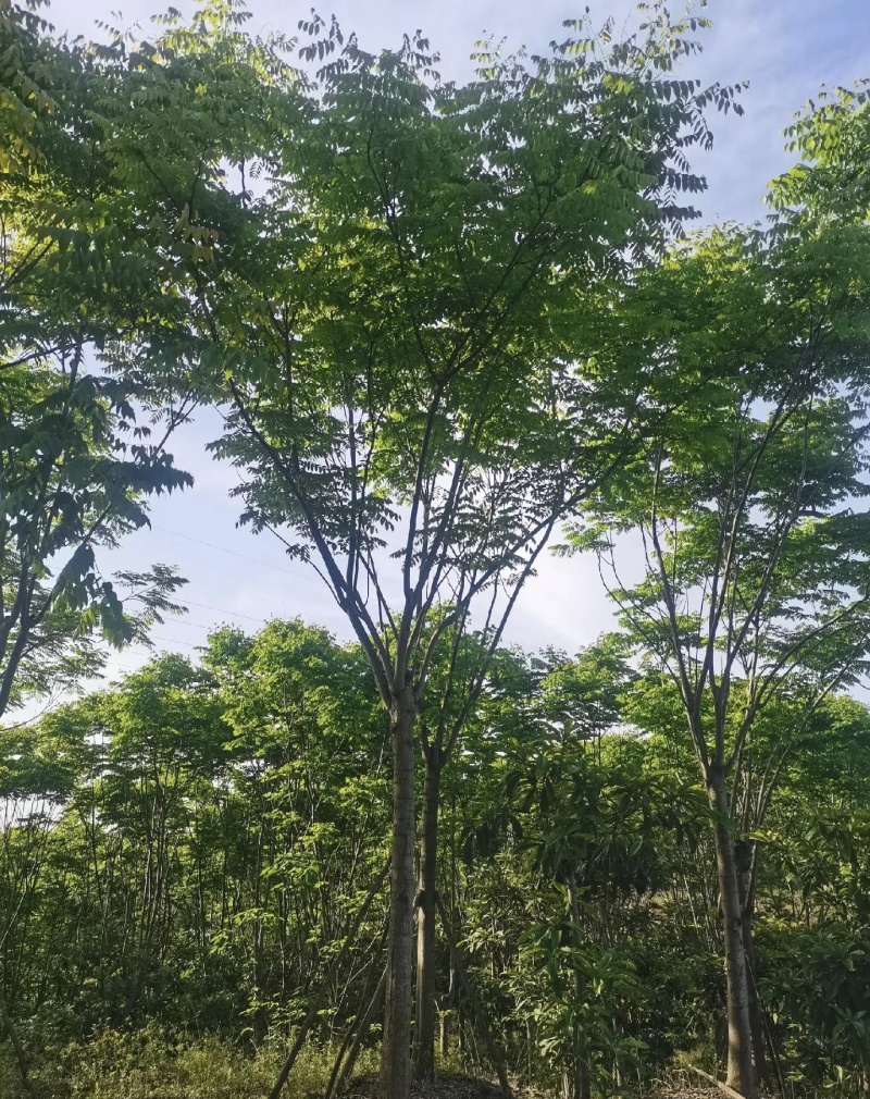 栾树黄山栾树10公分15公分18一手货源基地直供