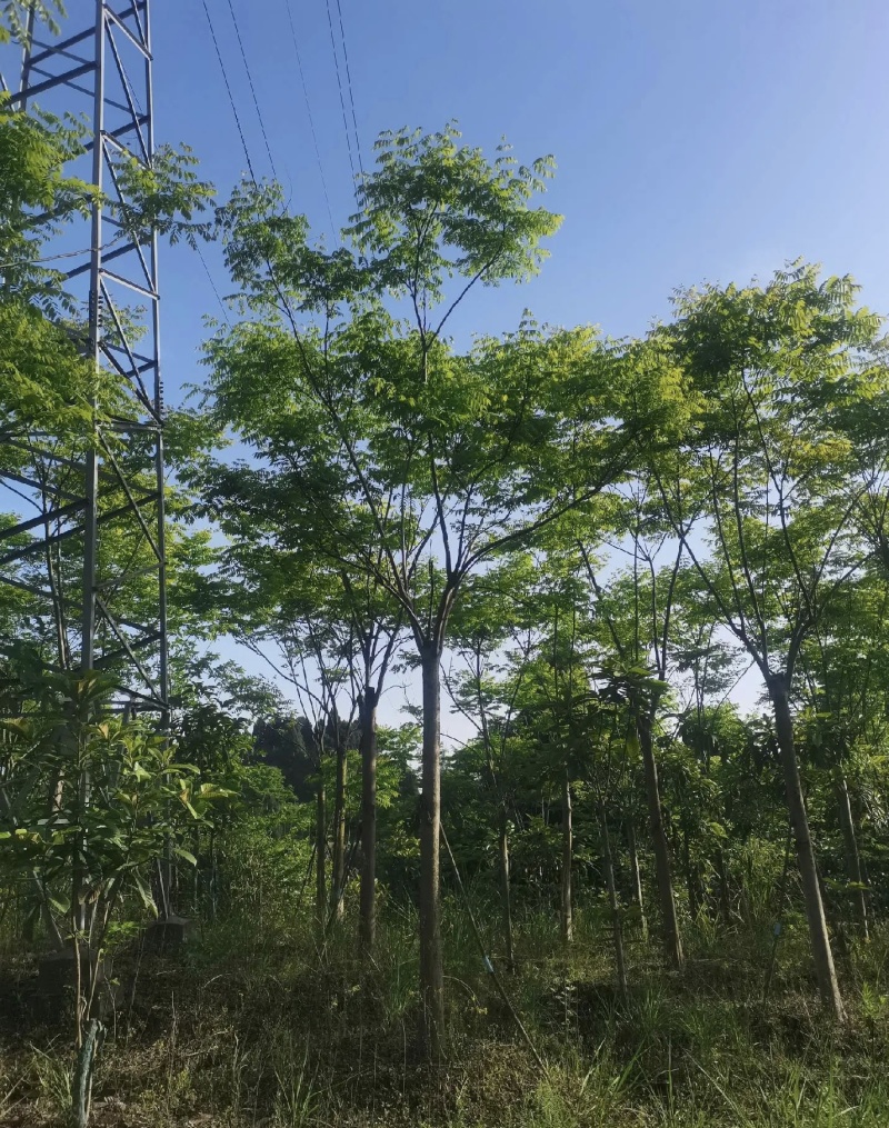 栾树黄山栾树10公分15公分18一手货源基地直供