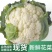 白花菜花耐寒优秀西兰花品质优价格低诚信合作整车批发
