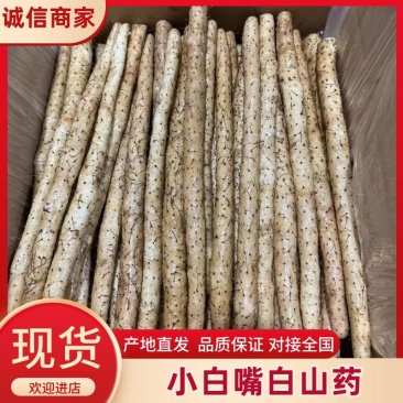 【推荐】小白嘴山药一手货源大量批发可视频看货欢迎订购