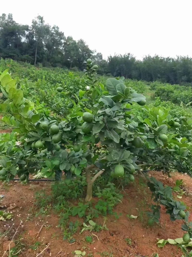 柠檬大量供货产地直发价格优惠支持视频看货欢迎来电