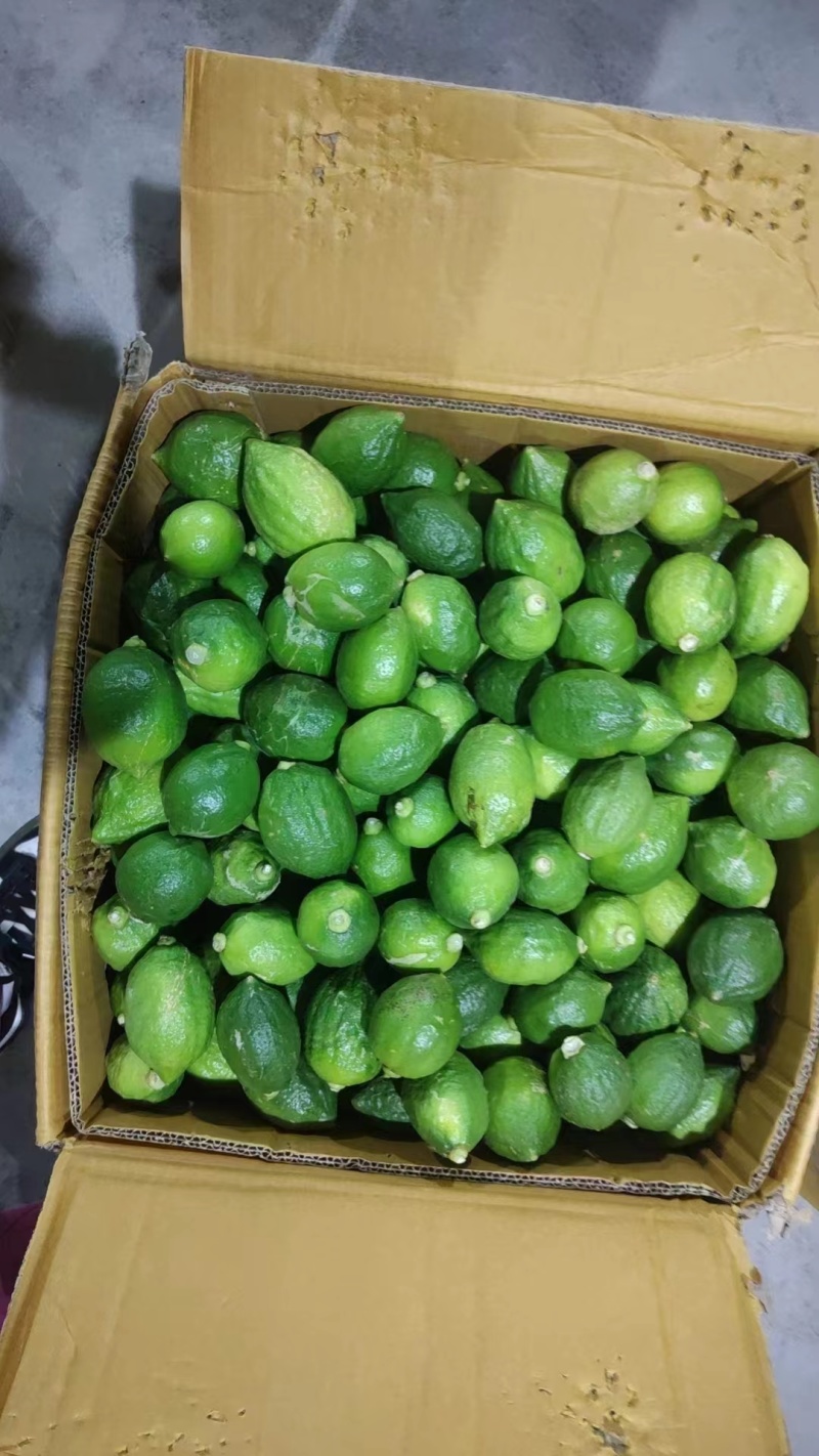 柠檬大量供货产地直发价格优惠支持视频看货欢迎来电