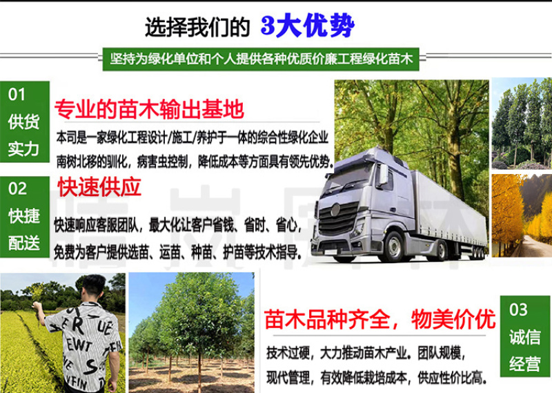 栾树黄山栾树10公分15公分18一手货源基地直供