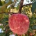 【推荐】红富士苹果山东苹果品质保障致电有优惠