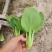精品小青菜，上海青，规格齐全，产地直发量大从优！