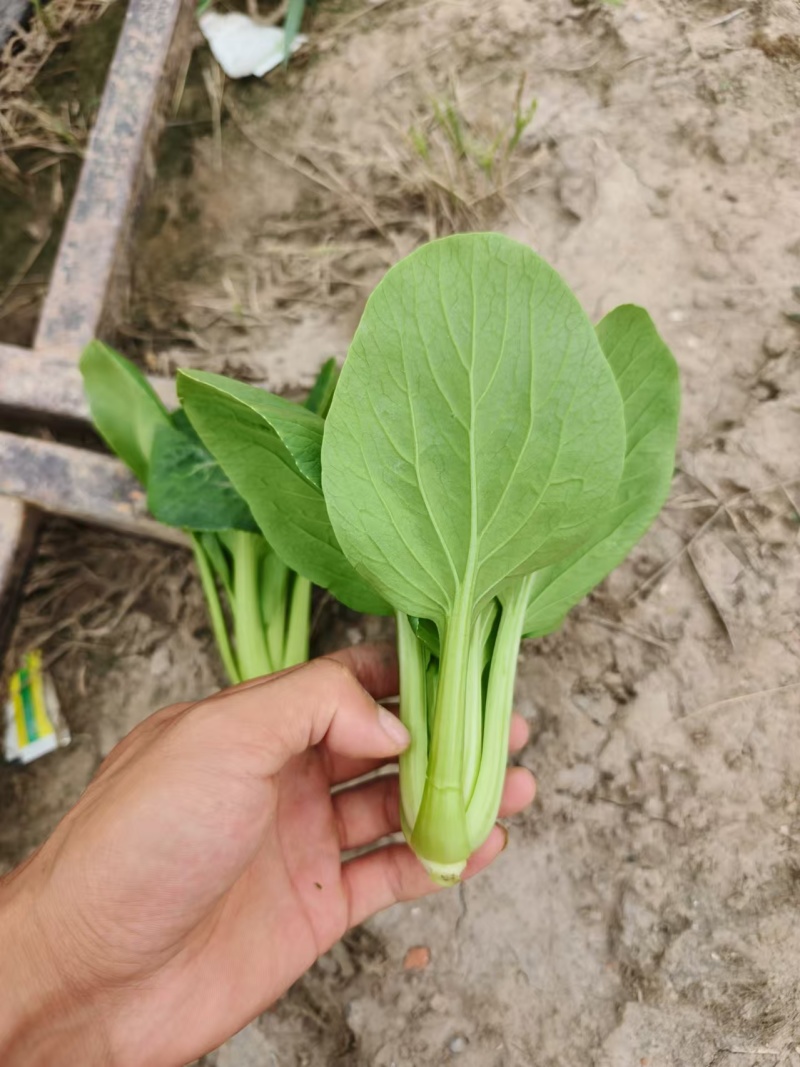 精品小青菜，上海青，规格齐全，产地直发量大从优！