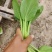精品小青菜，上海青，规格齐全，产地直发量大从优！